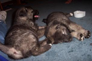 Wolf & Dag -- the canine family